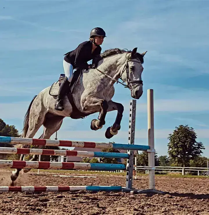 Watch Horse